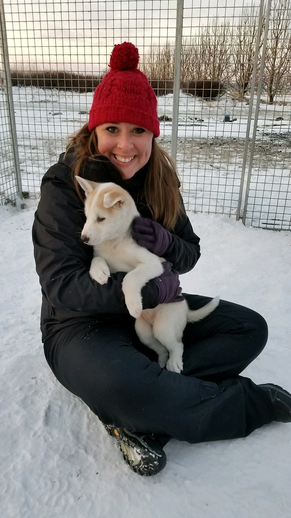 Playing with Sled Dog Puppies