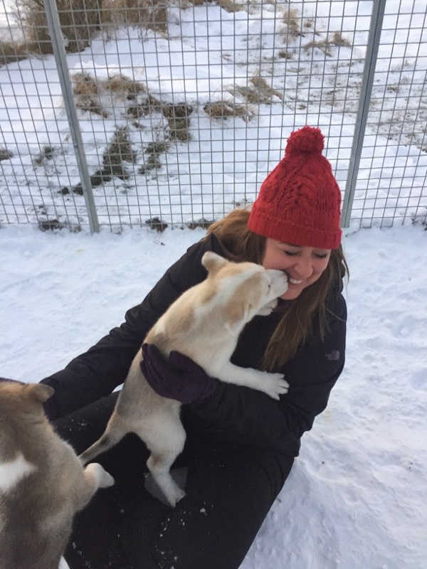 Playing with Sled Dog Puppies