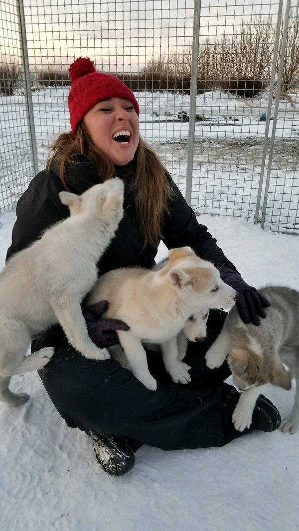 Playing with Sled Dog Puppies