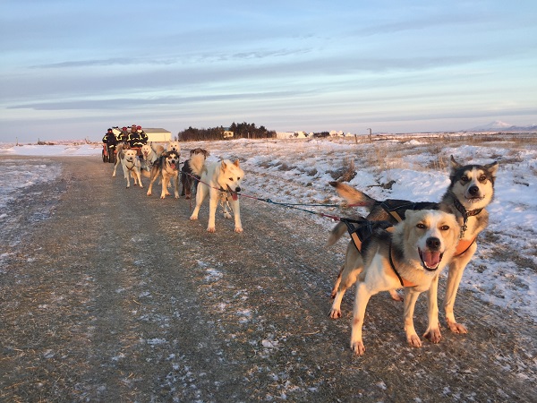 Dogsledding in Iceland